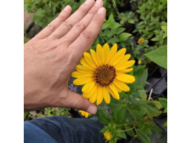 HELIANTHUS 'Suncatcher Pure Gold' HELIANTHUS 'Suncatcher Pure Gold'