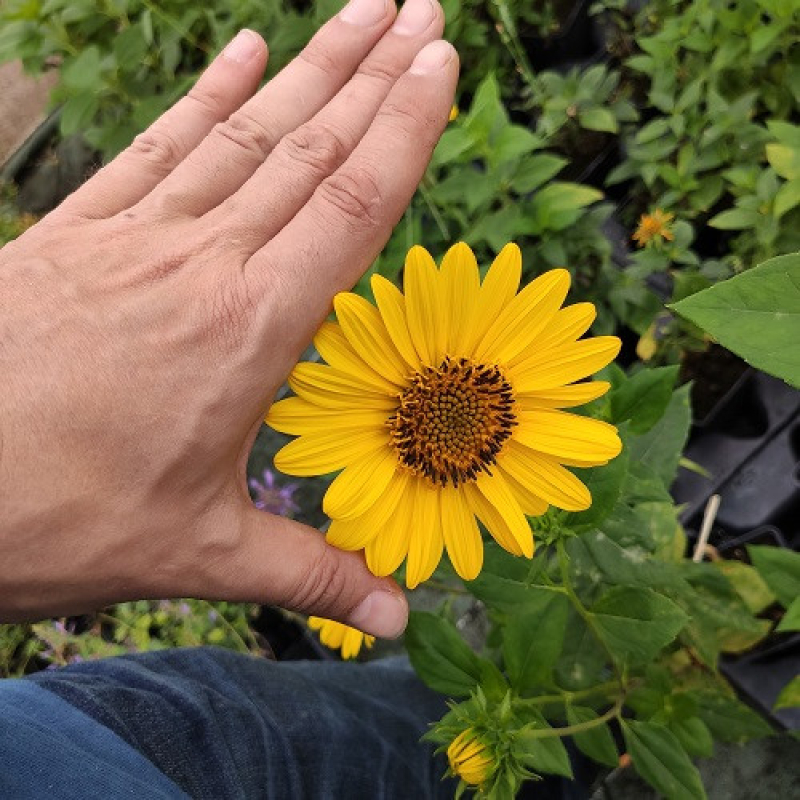 HELIANTHUS 'Suncatcher Pure Gold' HELIANTHUS 'Suncatcher Pure Gold'