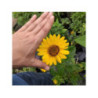 HELIANTHUS 'Suncatcher Pure Gold' HELIANTHUS 'Suncatcher Pure Gold'