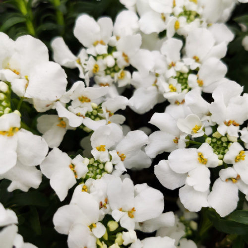 IBERIS x sempervirens 'snowsurfer'