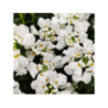 IBERIS x sempervirens 'snowsurfer'