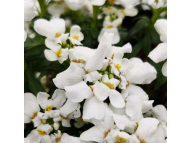 IBERIS x sempervirens 'snowsurfer'