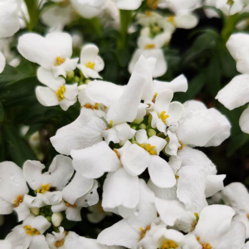 IBERIS x sempervirens 'snowsurfer'