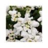 IBERIS x sempervirens 'snowsurfer'