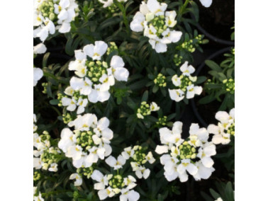 IBERIS x sempervirens 'snowsurfer'