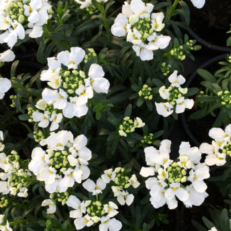 IBERIS x sempervirens 'snowsurfer'