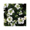 IBERIS x sempervirens 'snowsurfer'