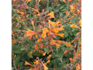 AGASTACHE aurantiaca 'Orangeade'