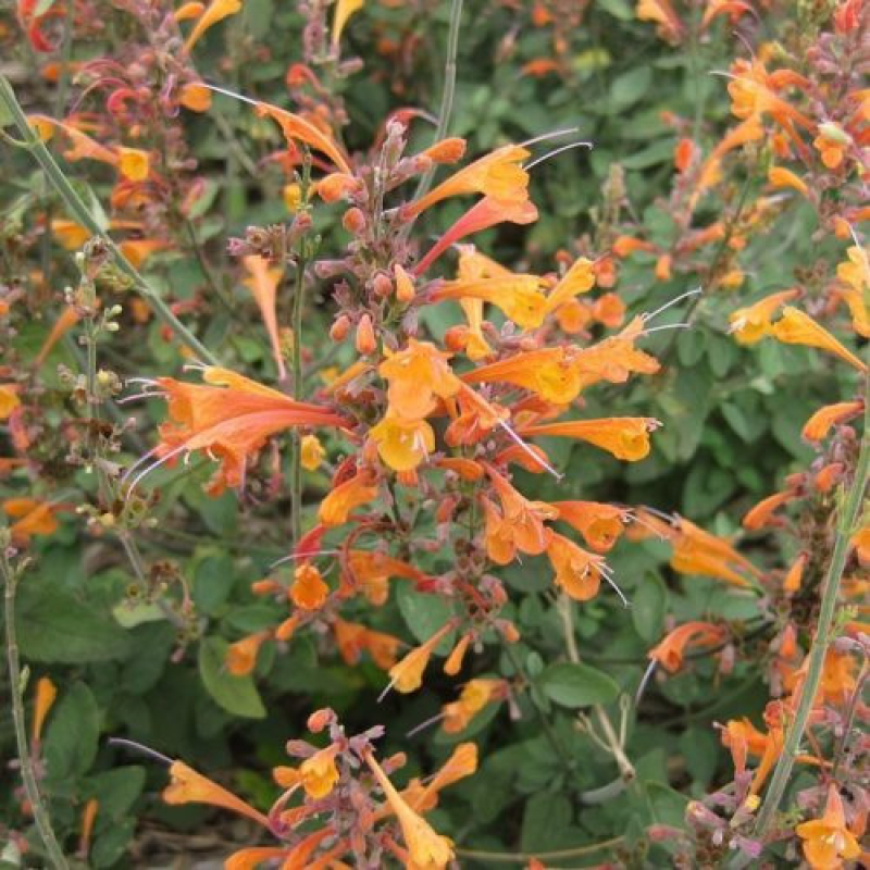 AGASTACHE aurantiaca 'Orangeade'