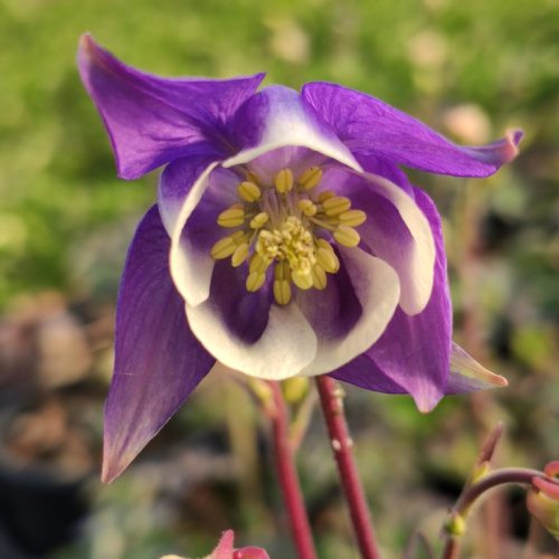 AQUILEGIA vulgaris 'Winky Blue-White' - Ancolie des jardins AQUILEGIA vulgaris 'Winky Blue-White' - Ancolie des jardins
