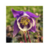 AQUILEGIA vulgaris 'Winky Blue-White' - Ancolie des jardins AQUILEGIA vulgaris 'Winky Blue-White' - Ancolie des jardins