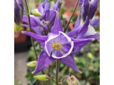 AQUILEGIA vulgaris 'Winky Blue-White' - Ancolie des jardins AQUILEGIA vulgaris 'Winky Blue-White' - Ancolie des jardins
