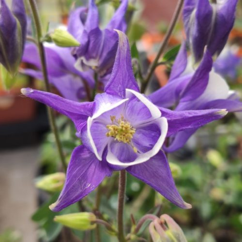 AQUILEGIA vulgaris 'Winky Blue-White' - Ancolie des jardins AQUILEGIA vulgaris 'Winky Blue-White' - Ancolie des jardins