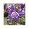 AQUILEGIA vulgaris 'Winky Blue-White' - Ancolie des jardins AQUILEGIA vulgaris 'Winky Blue-White' - Ancolie des jardins