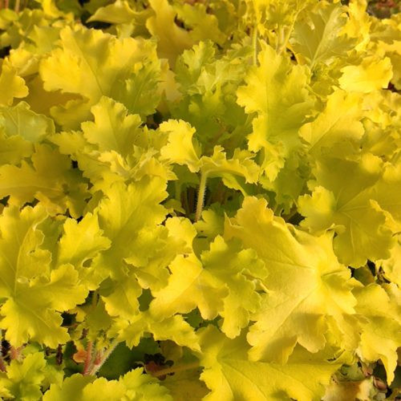 HEUCHERA 'Lime Marmelade' HEUCHERA 'Lime Marmelade'