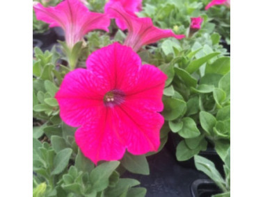 PETUNIA retombant surfinia fanfare "Hot Pink"