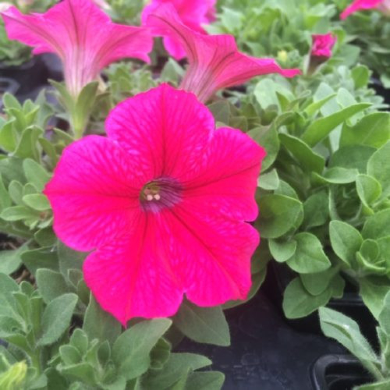 PETUNIA retombant surfinia fanfare "Hot Pink" PETUNIA retombant surfinia fanfare "Hot Pink"