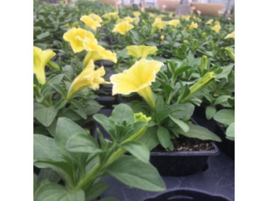 PETUNIA retombant surfinia fanfare "Deep Yellow"