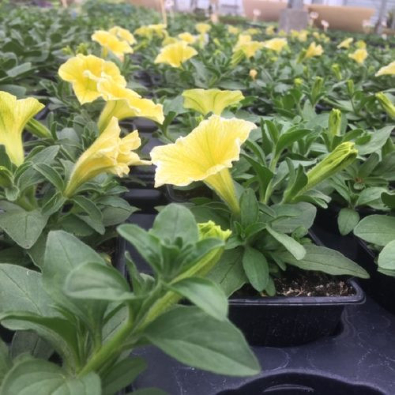 PETUNIA retombant surfinia fanfare "Deep Yellow" PETUNIA retombant surfinia fanfare "Deep Yellow"