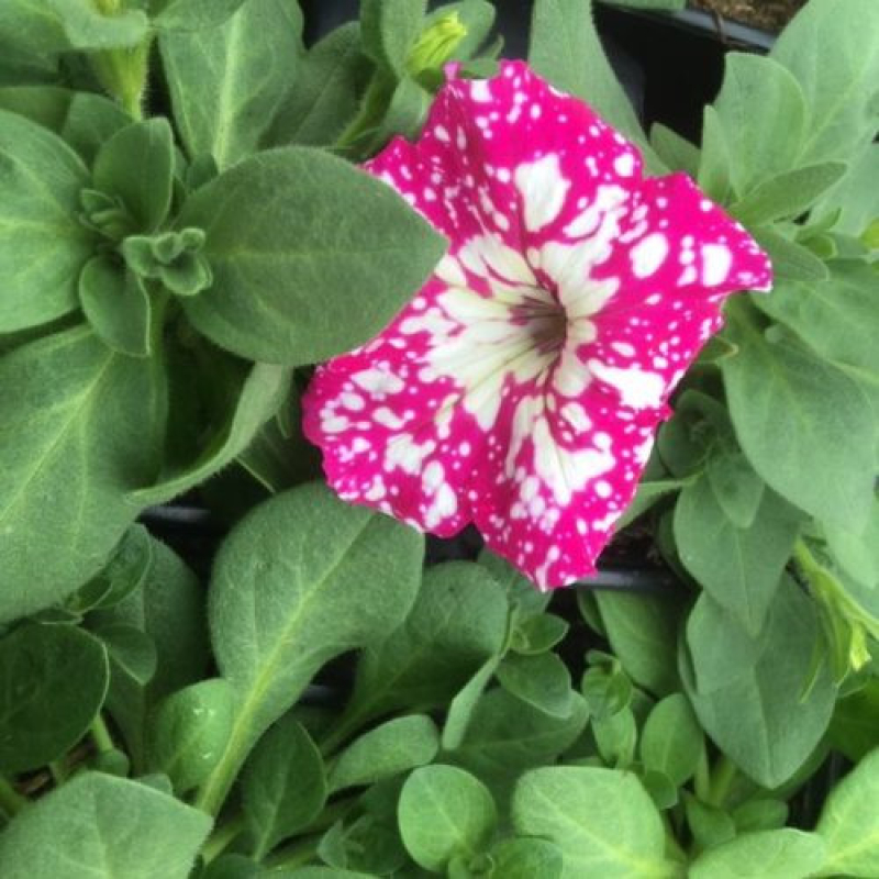 PETUNIA retombant "Baby Doll"