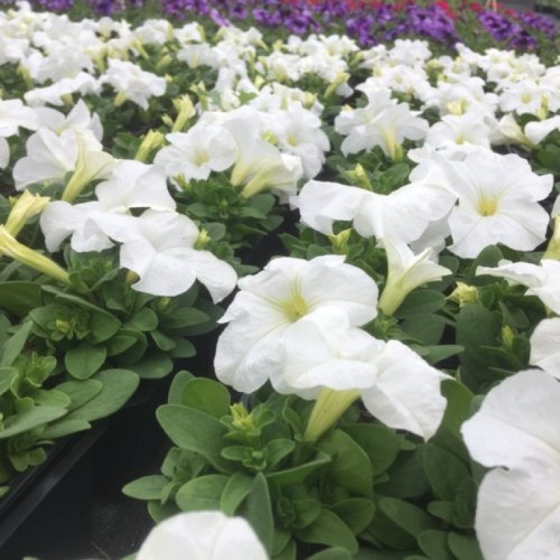 PETUNIA grandiflora "Tri Tunia White" PETUNIA grandiflora "Tri Tunia White"