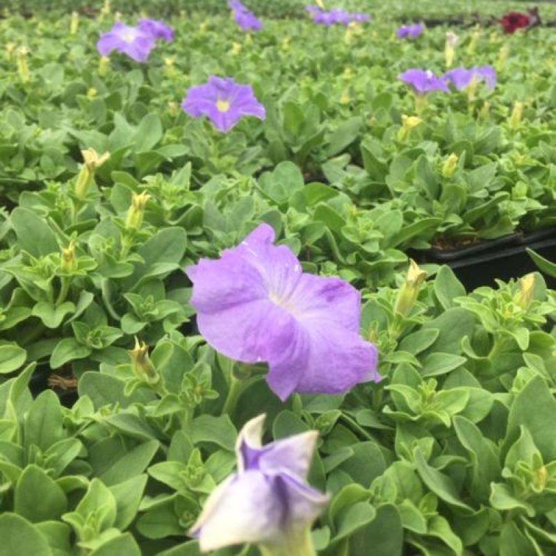 PETUNIA grandiflora "Tri Tunia Sky Blue" PETUNIA grandiflora "Tri Tunia Sky Blue"