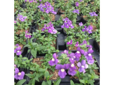 NEMESIA x fructicans "Nuvo Blue"