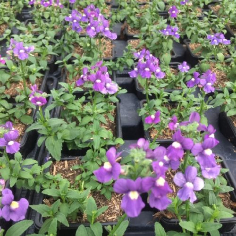 NEMESIA x fructicans "Nuvo Blue"