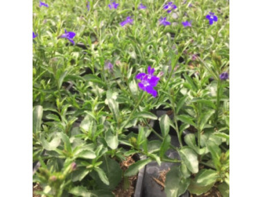 LOBELIA retombant erinus "Dark Blue"