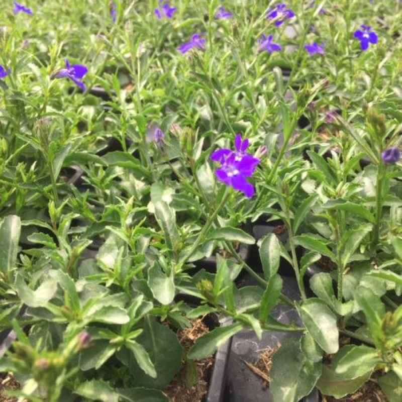 LOBELIA retombant erinus "Dark Blue" LOBELIA retombant erinus "Dark Blue"