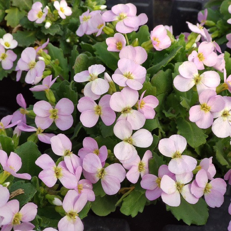 ARABIS alpina Pink Gem ARABIS alpina Pink Gem