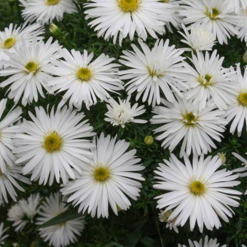 ASTER dumosus kristina ASTER dumosus kristina