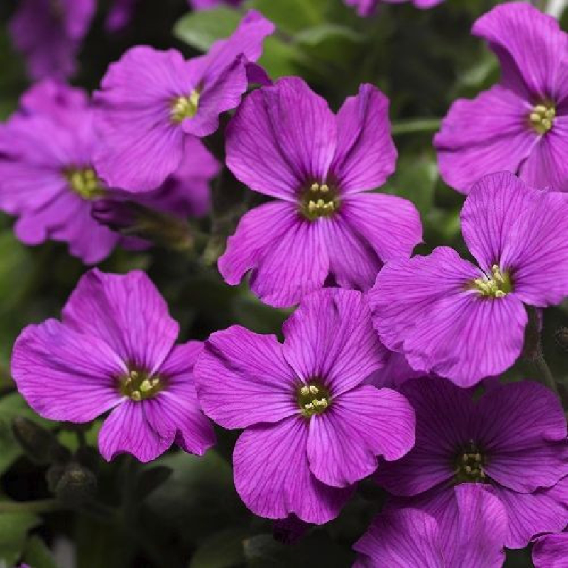 AUBRIETE HYBRIDA "Axcent" rose AUBRIETE HYBRIDA "Axcent" rose