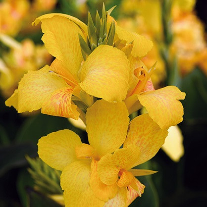 CANNA Cannova 'Yellow' CANNA Cannova 'Yellow'