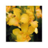 CANNA Cannova 'Yellow' CANNA Cannova 'Yellow'