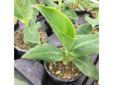 CANNA Cannova 'Yellow' CANNA Cannova 'Yellow'