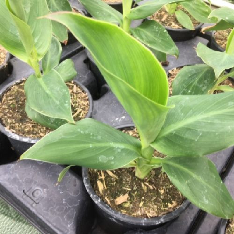 CANNA Cannova 'Yellow' CANNA Cannova 'Yellow'