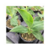 CANNA Cannova 'Yellow' CANNA Cannova 'Yellow'