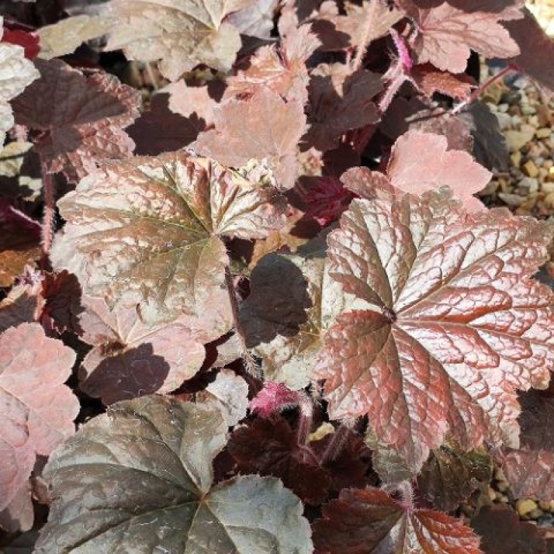 HEUCHERA micrantha "Palace Purple"