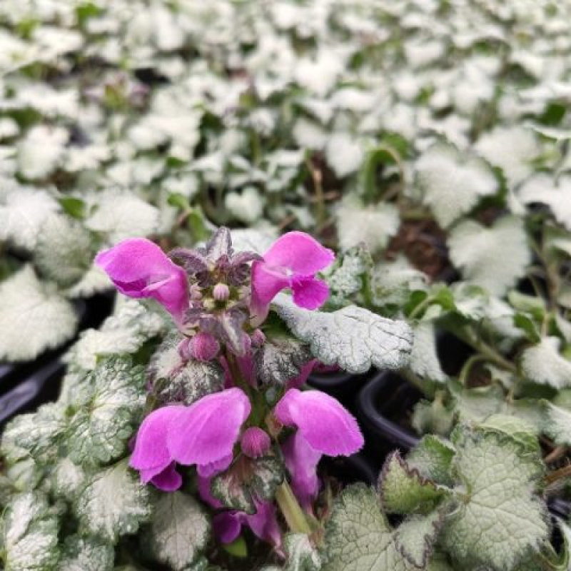 Lamier - LAMIUM maculatum 'Lami Dark Purple' Lamier - LAMIUM maculatum 'Lami Dark Purple'