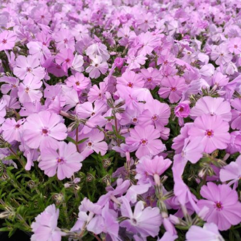 PHLOX subulata 'Phlox trot Pink' PHLOX subulata 'Phlox trot Pink'