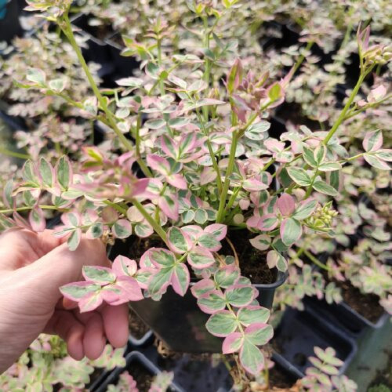 POLEMONIUM 'Sterway to heaven' POLEMONIUM 'Sterway to heaven'
