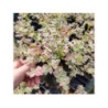 POLEMONIUM 'Sterway to heaven' POLEMONIUM 'Sterway to heaven'