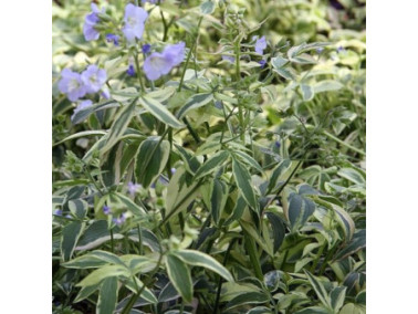 POLEMONIUM 'Sterway to heaven' POLEMONIUM 'Sterway to heaven'