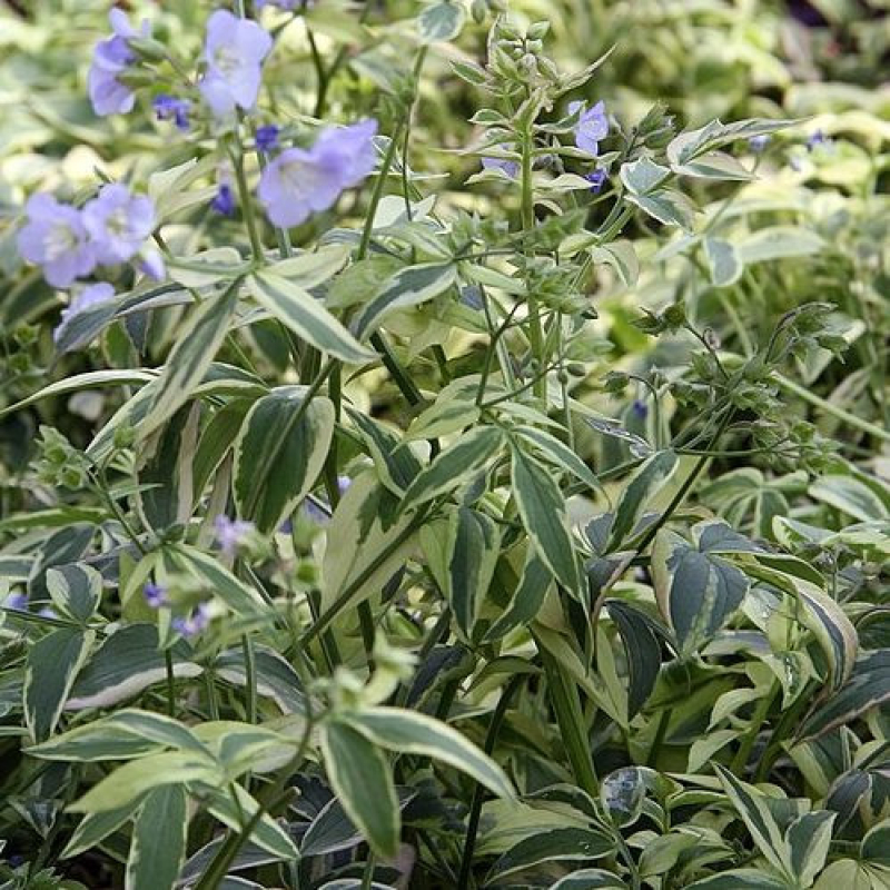 POLEMONIUM 'Sterway to heaven' POLEMONIUM 'Sterway to heaven'