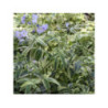 POLEMONIUM 'Sterway to heaven' POLEMONIUM 'Sterway to heaven'