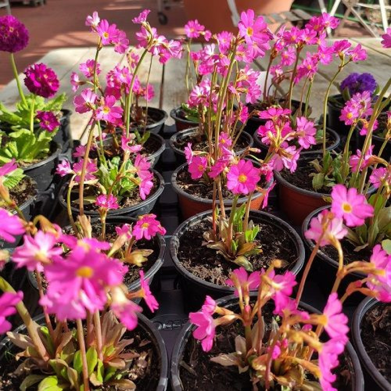 PRIMEVERE - Pimula Rosea Rosy