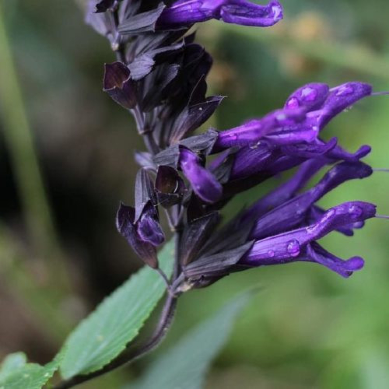 SAUGE hybrida 'Amistad'