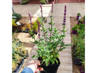 Sauge vivace - Salvia nemorosa 'caradonna'