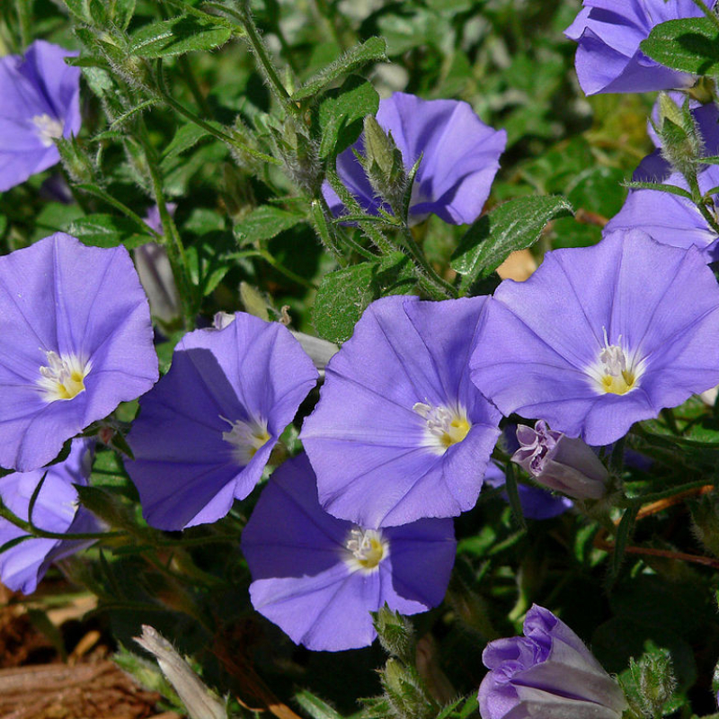 Liseron - CONVOLVULUS 'Blue Cascade' Liseron - CONVOLVULUS 'Blue Cascade'
